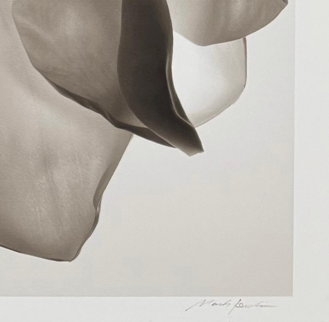 Double Magnolia, by Mark Jenkins For Sale 3
