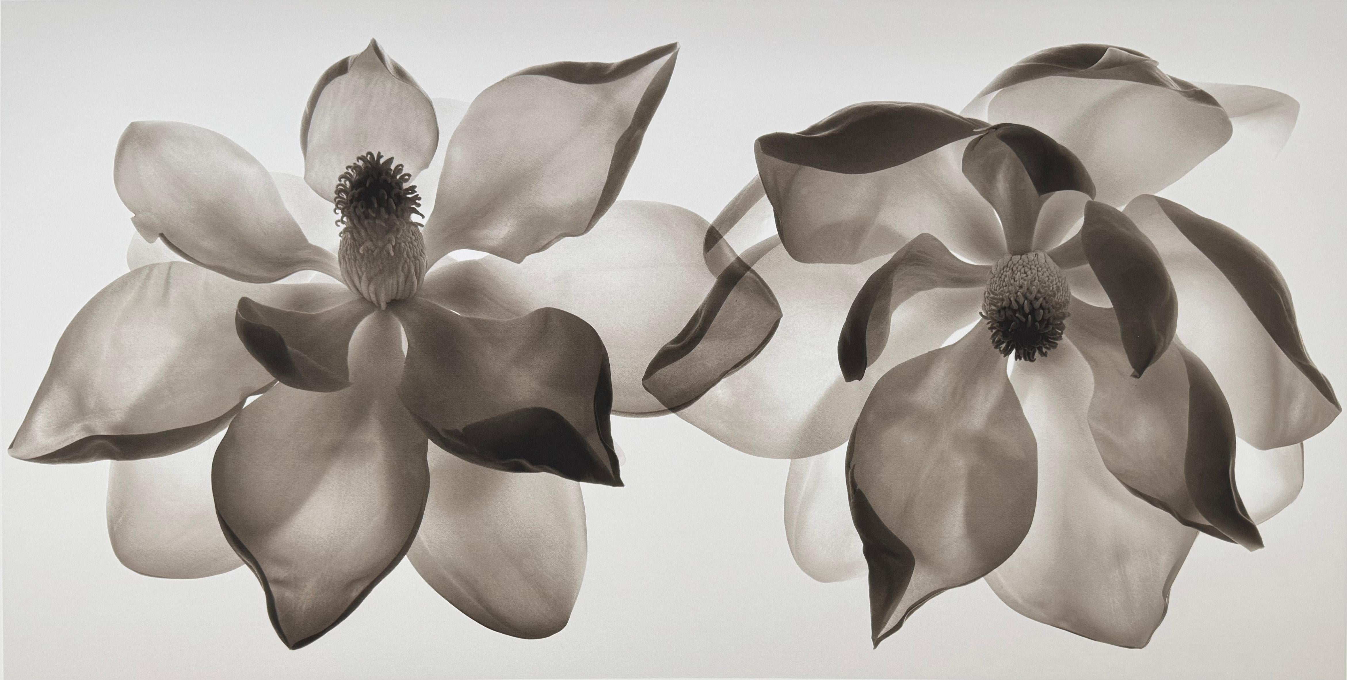 From an edition of 25. Photography and digital print of two backlit magnolia blossoms.

Based in San Francisco, Mark Jenkins has spent the majority of his career working as a commercial photographer and graphic designer. 

But in his personal work,