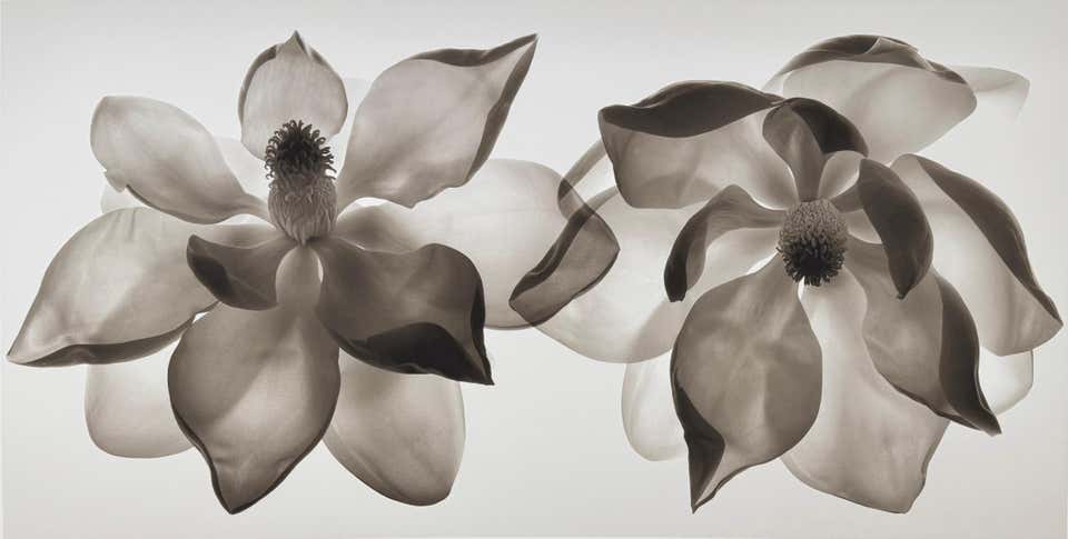 Double Magnolia, by Mark Jenkins