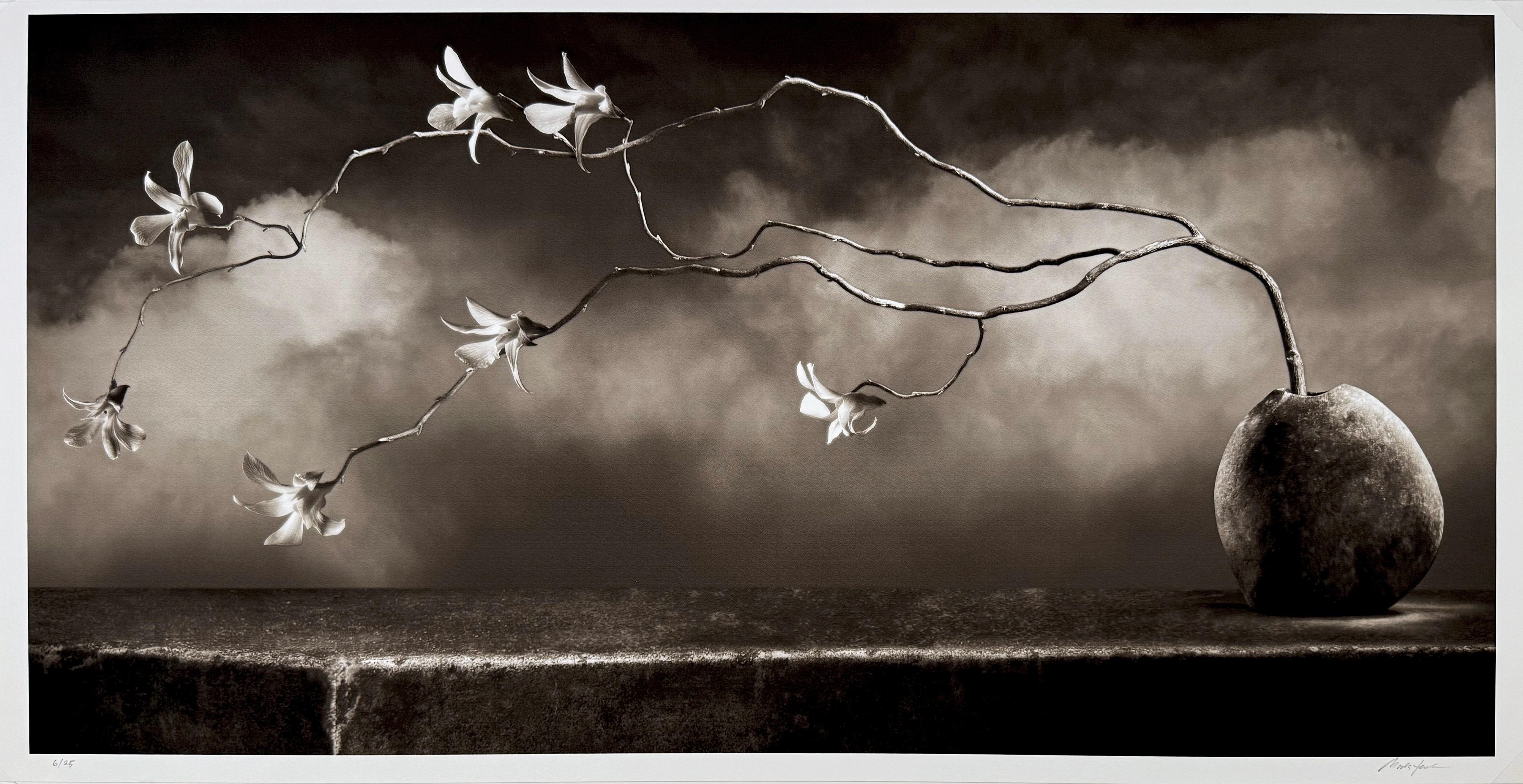 Orchid Illusion, by Mark Jenkins For Sale 1