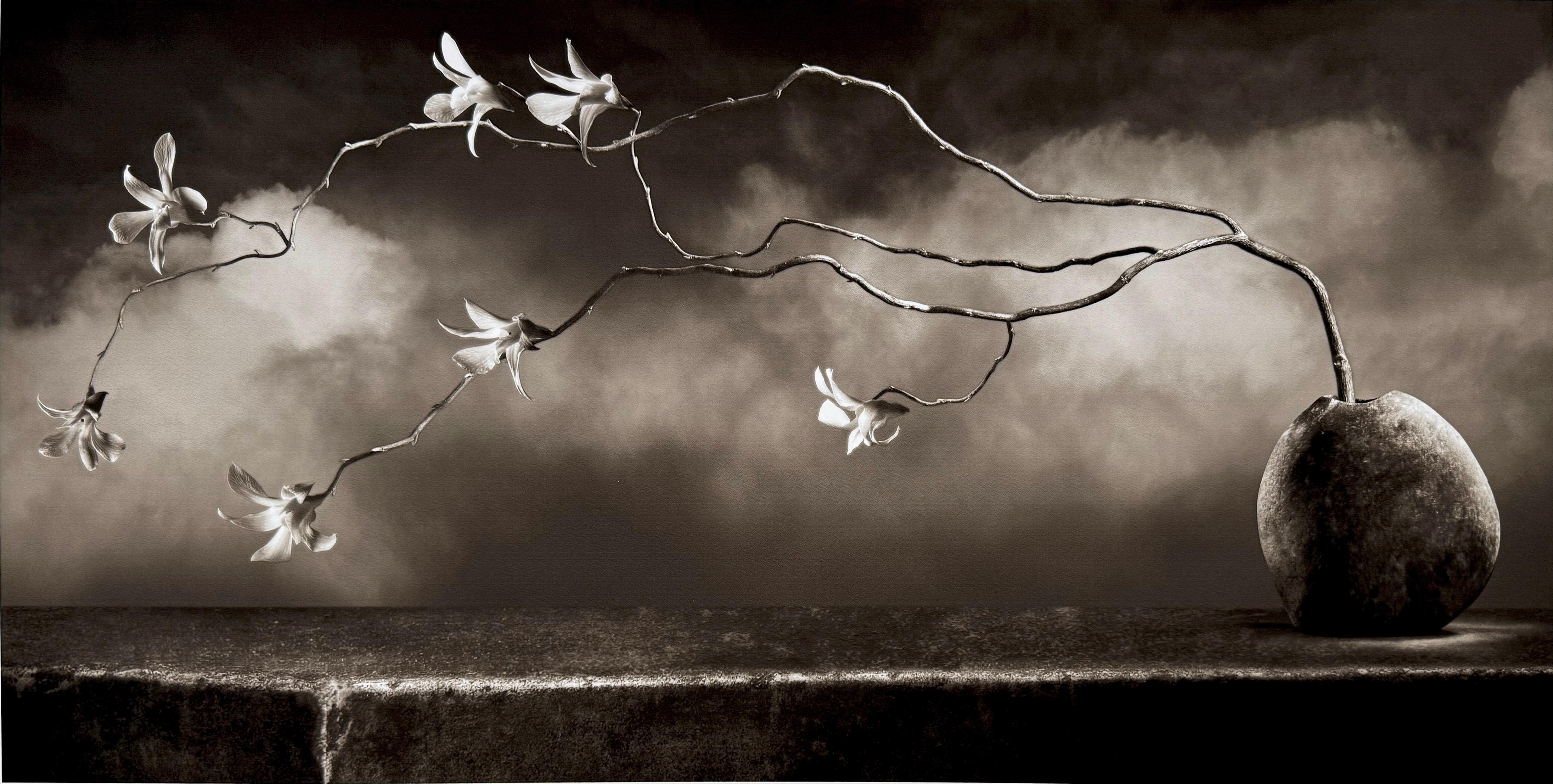 From an edition of 25. Photography and digital print of a dramatic orchid in a stone vase.

Based in San Francisco, Mark Jenkins has spent the majority of his career working as a commercial photographer and graphic designer. 

But in his personal