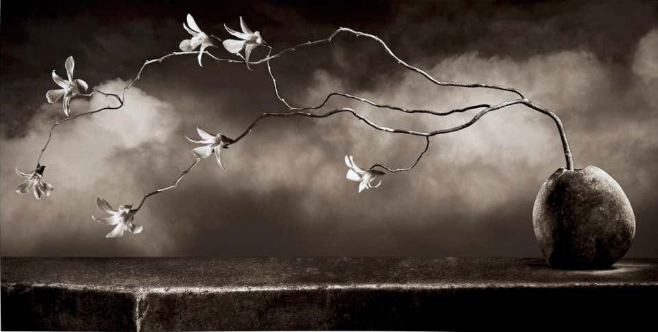 Orchid Illusion, by Mark Jenkins