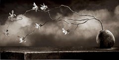 Ilusión de orquídea, de Mark Jenkins