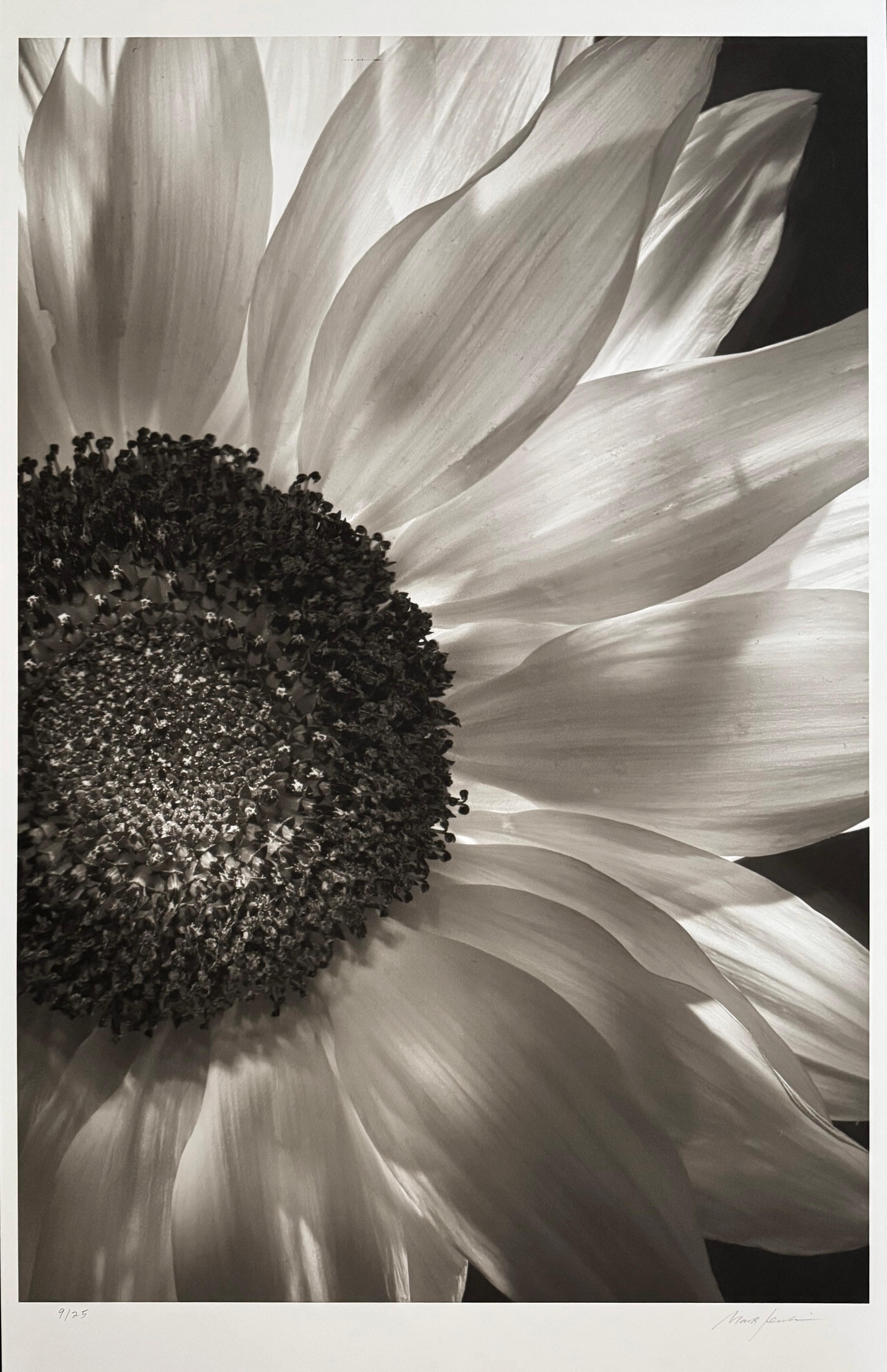 Girasol, de Mark Jenkins en venta 1