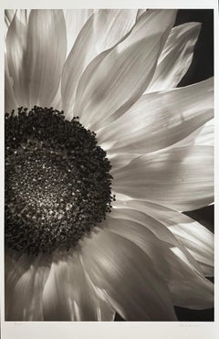 Sunflower de Mark Jenkins