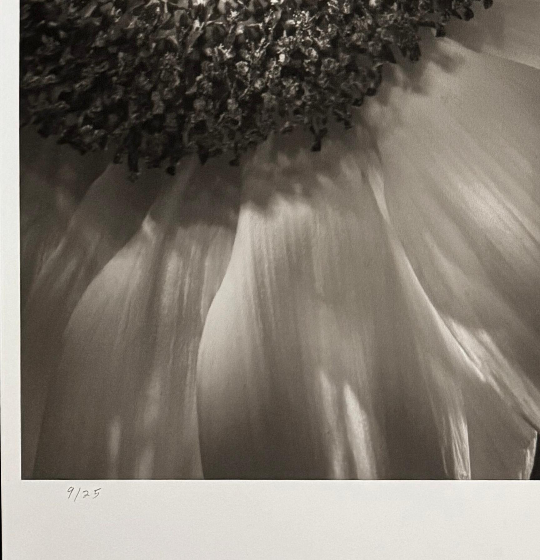 Girasol, de Mark Jenkins en venta 2