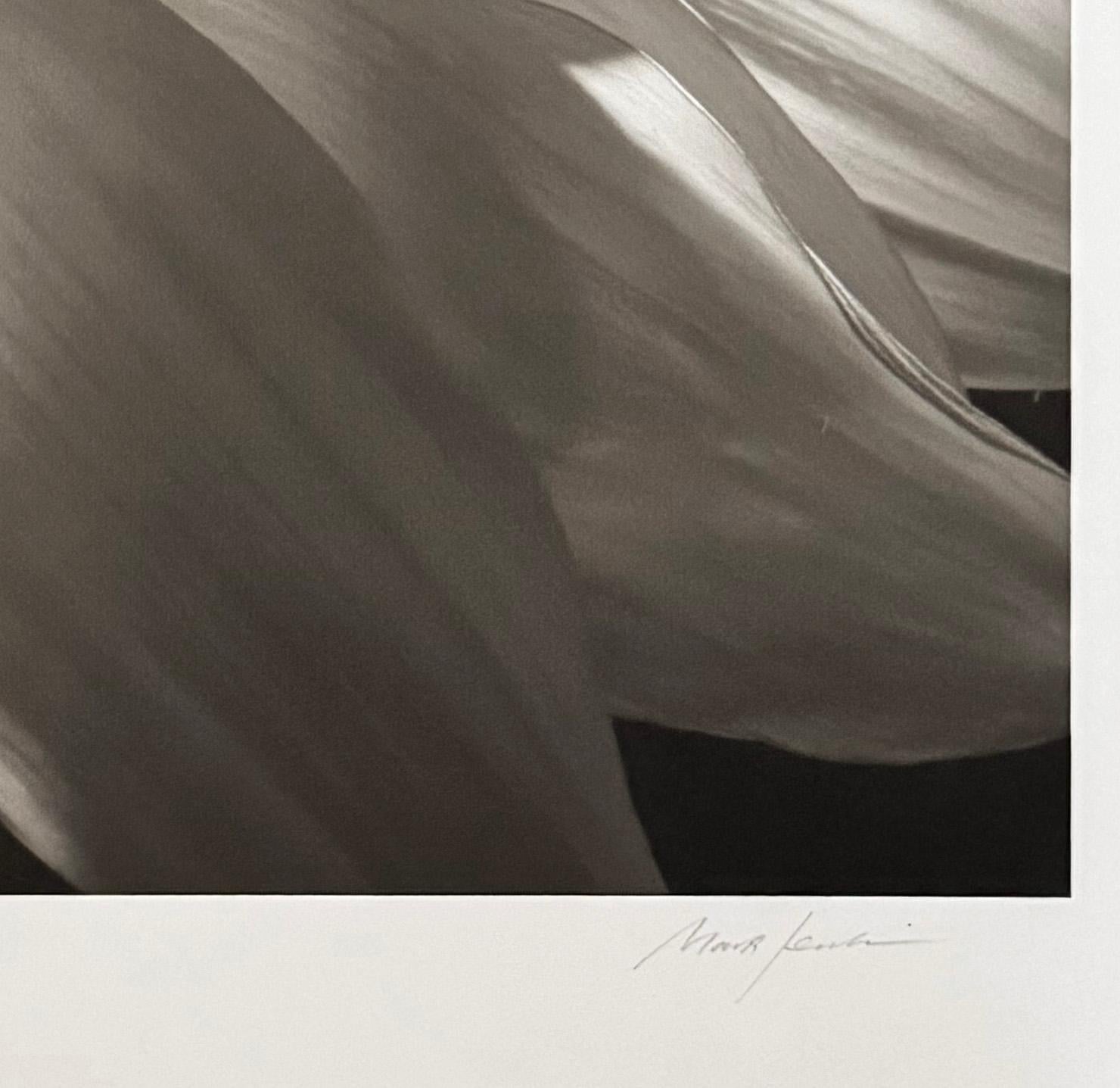 Girasol, de Mark Jenkins en venta 3