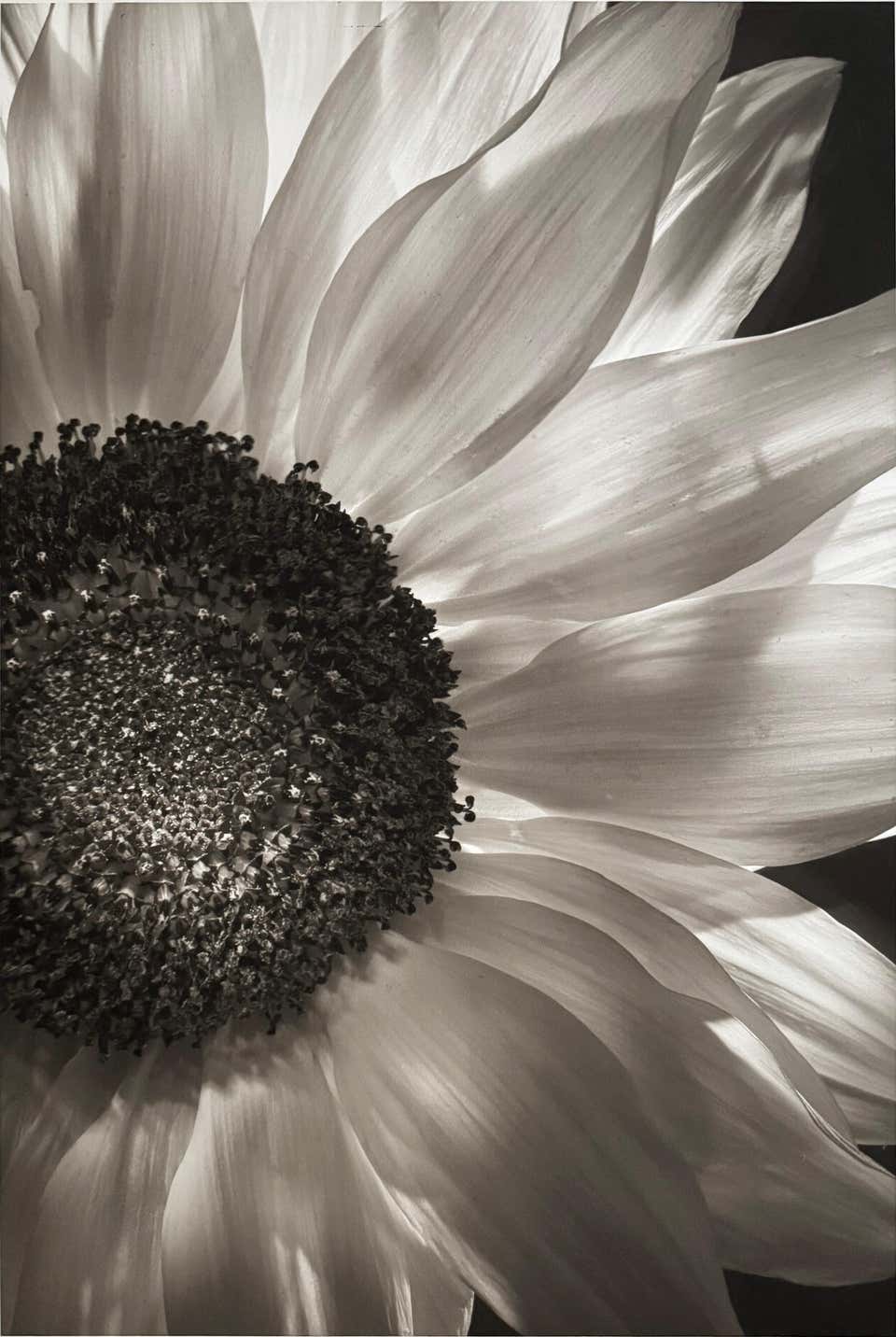 Sunflower, by Mark Jenkins