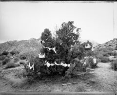 Vintage Bras adorning a juniper, Christmas Tree Pass 