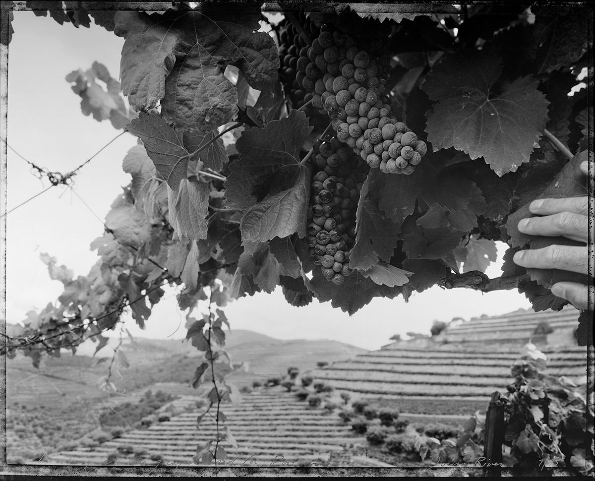 Mark Klett Black and White Photograph - Looking at terraces above the Duoro, Above Piñao, 1995 