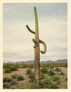 "Saguaro (2 arms skyward)" cactus landscape desert photography mountains
