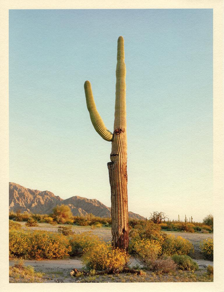 Mark Klett Landscape Photograph - "Saguaro" cactus landscape desert photography mountains blue sky Japanese paper