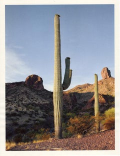 "Saguaro (in AM light 2 arms)" cactus landscape desert photography mountains 