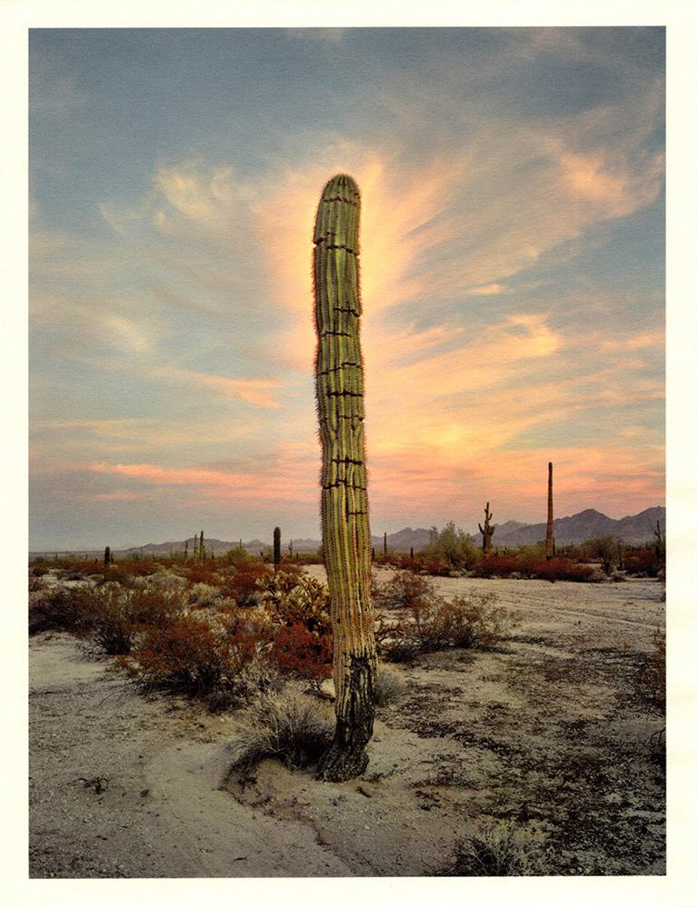 Mark Klett Landscape Photograph - "Saguaro (with glow at dusk)" cactus landscape desert photography sunset 
