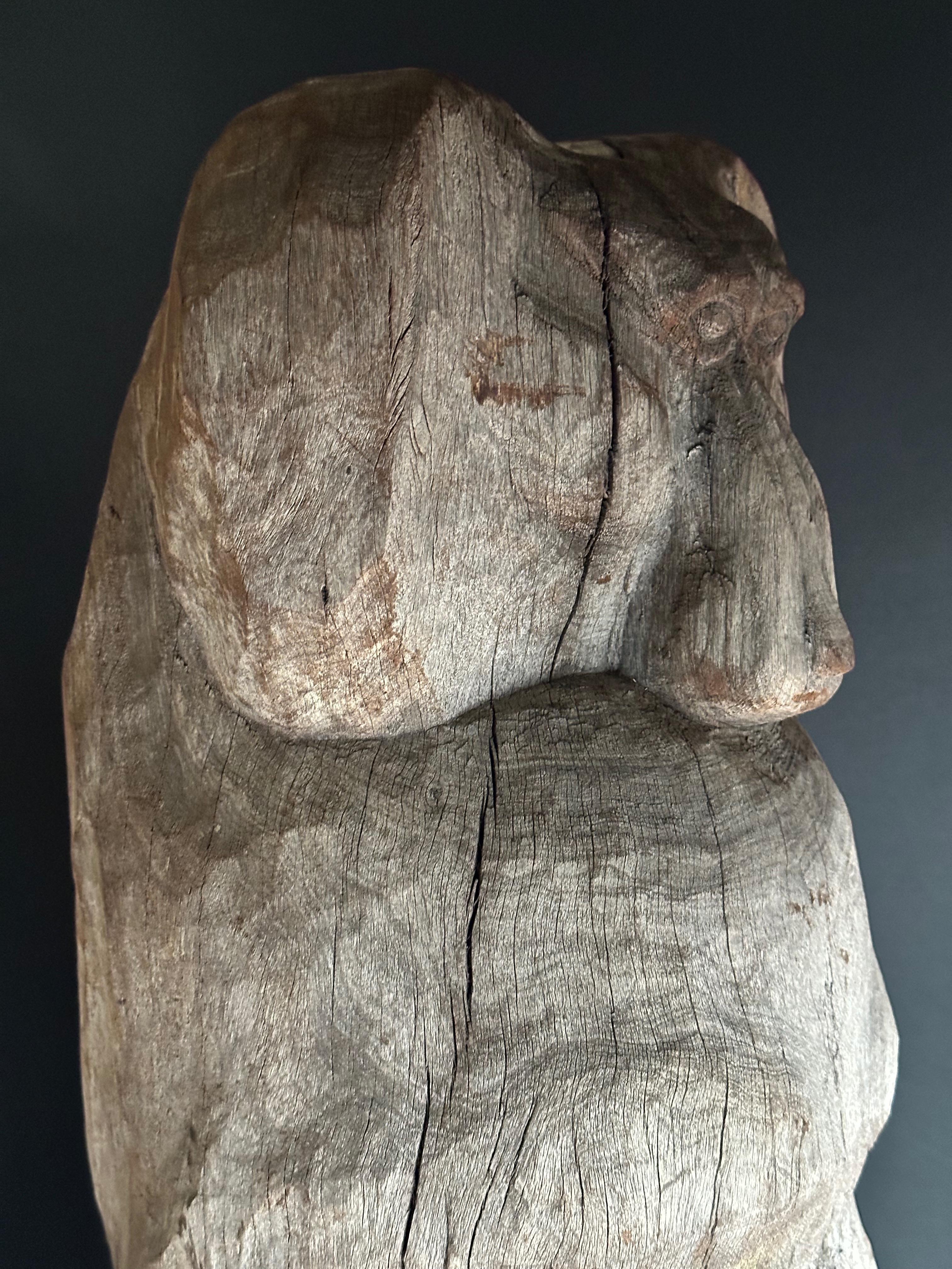 Baboon For Sale 5