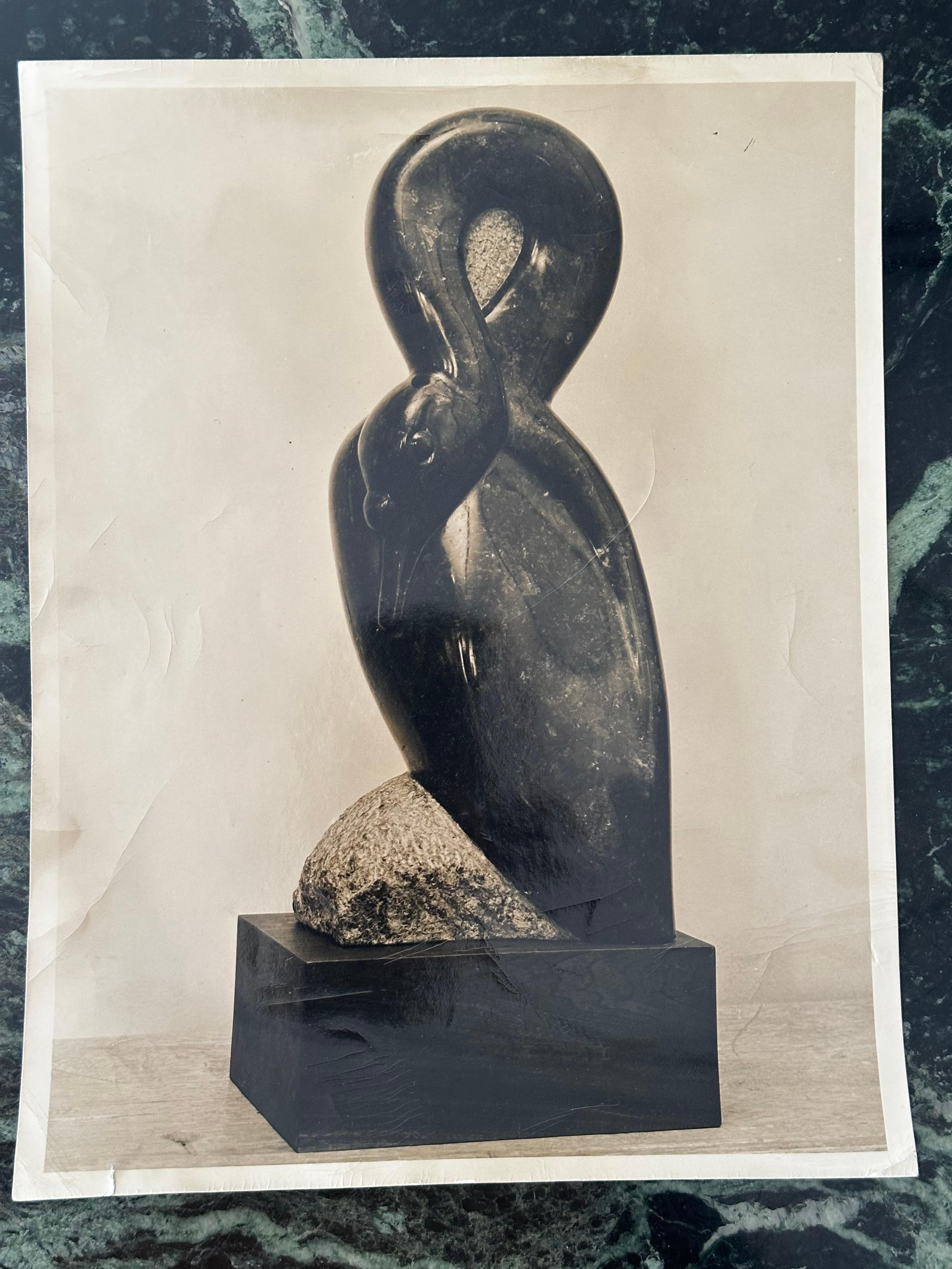 Black Swan For Sale 10