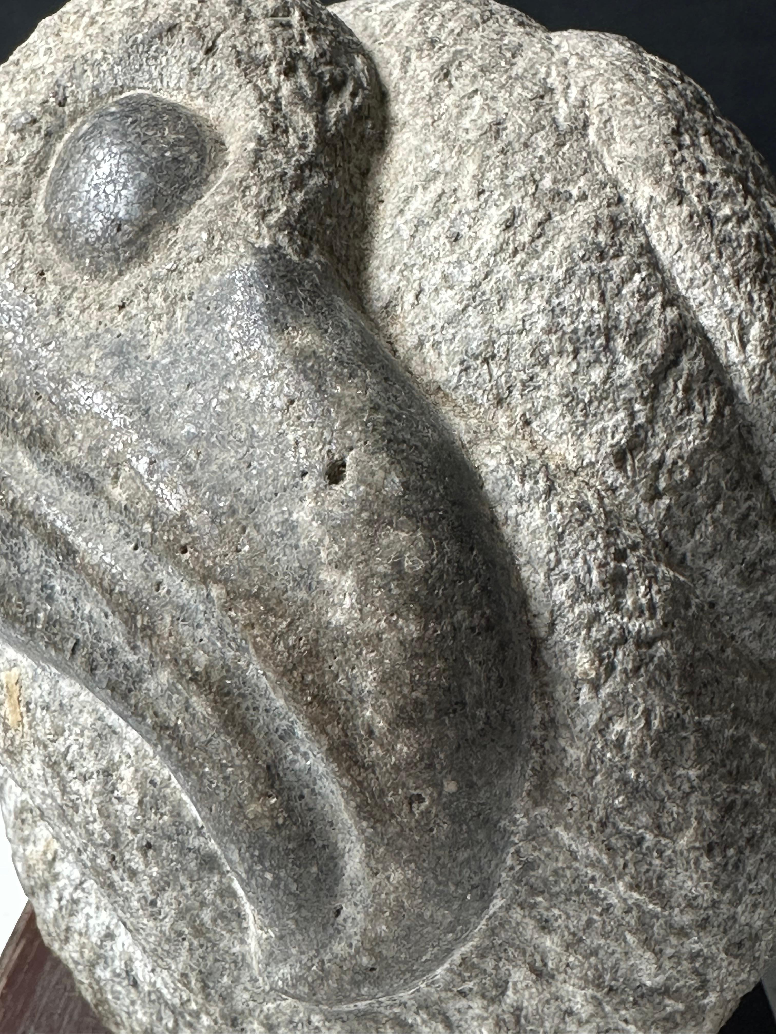 Uccello Dodo in vendita 2