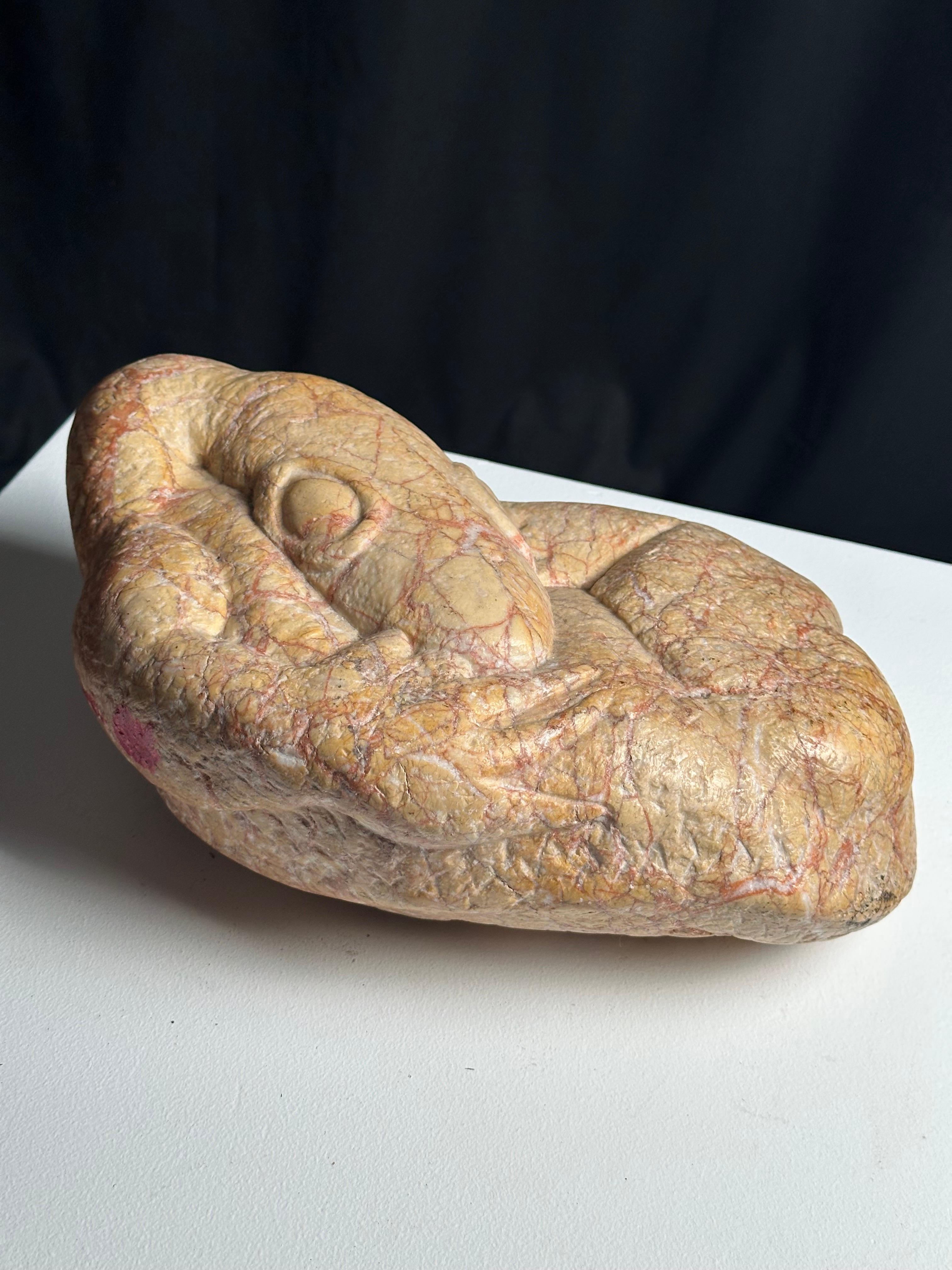 Embryo Lizard For Sale 7