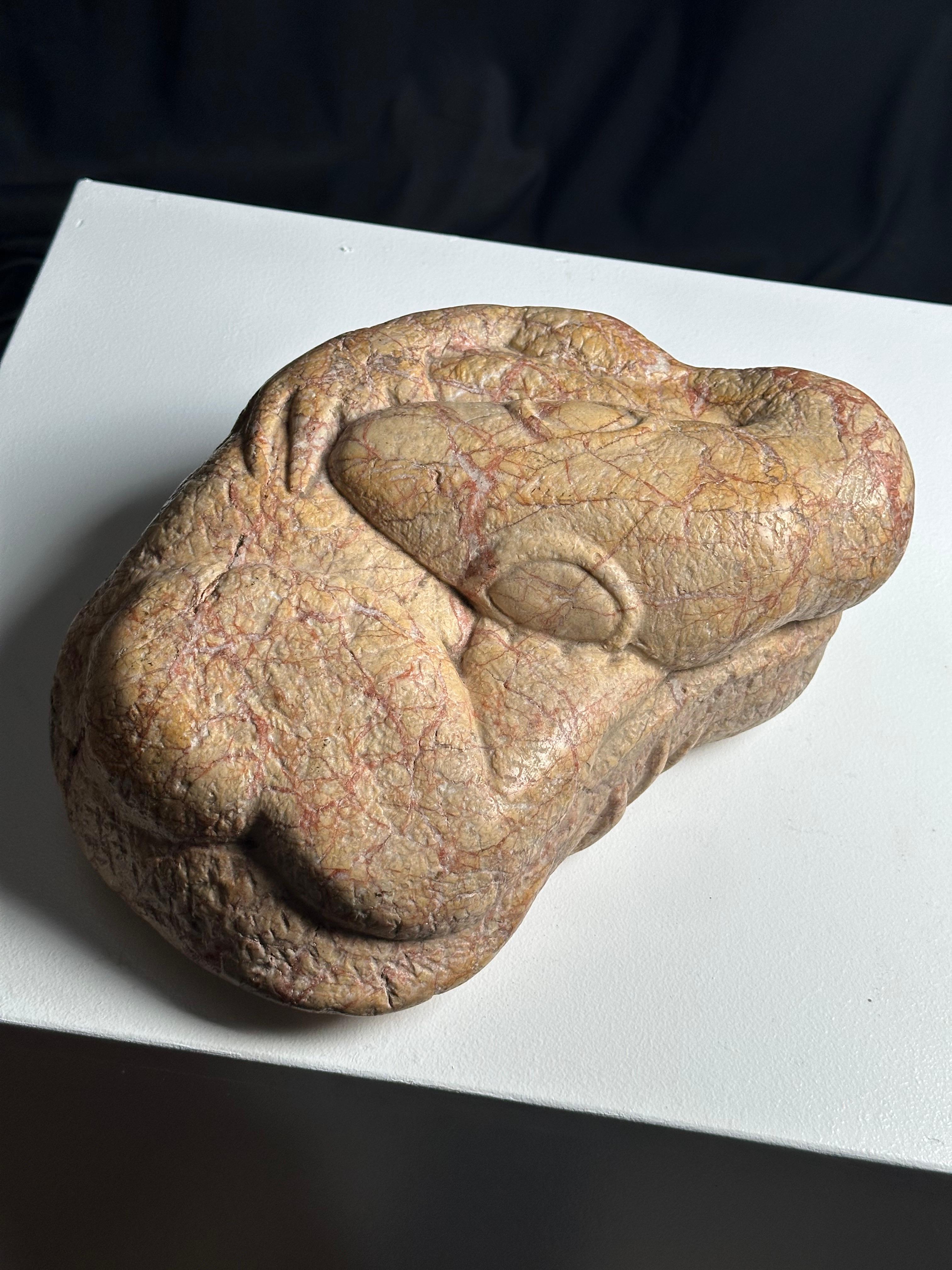 Embryo Lizard For Sale 9