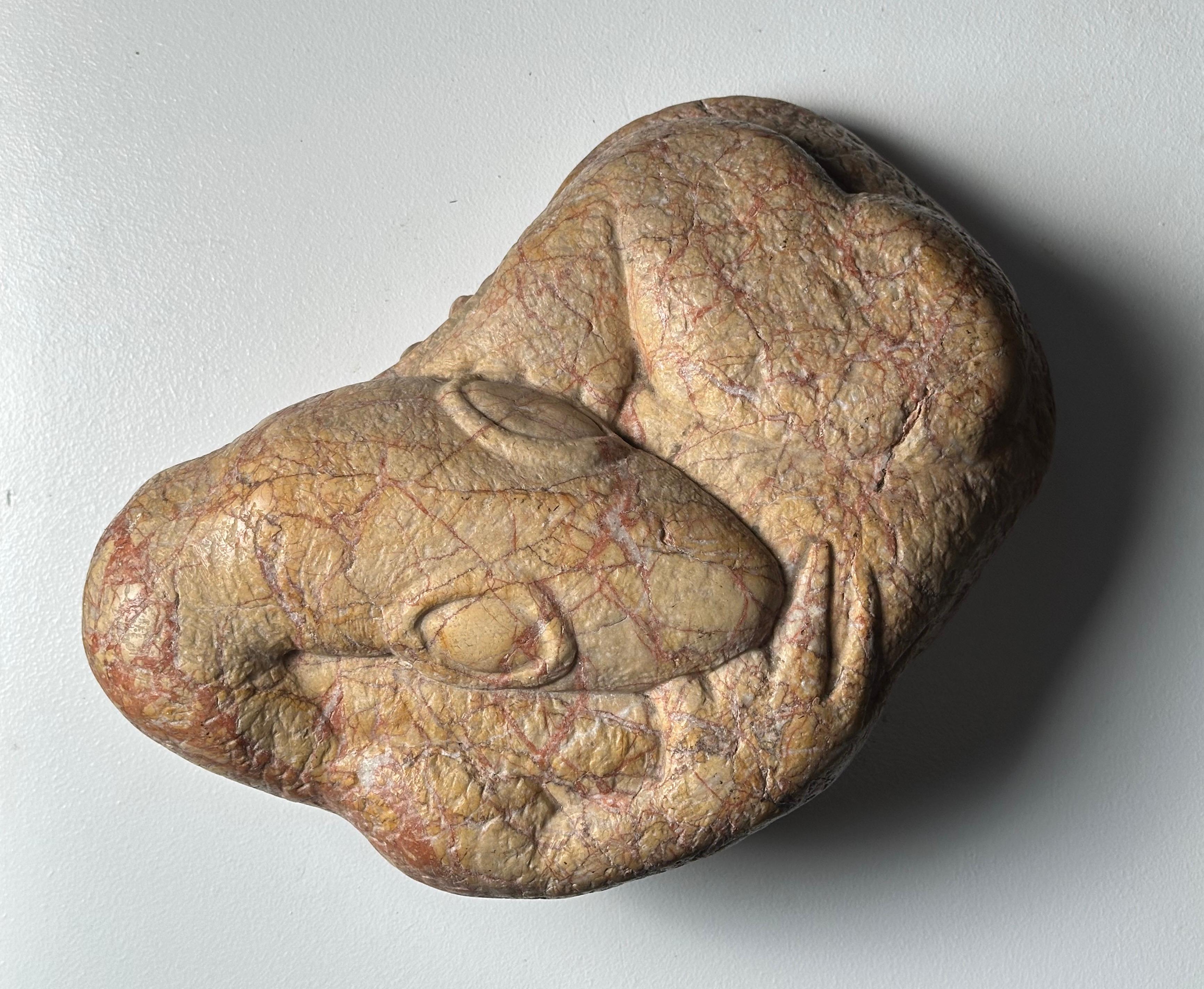 Embryo Lizard For Sale 10
