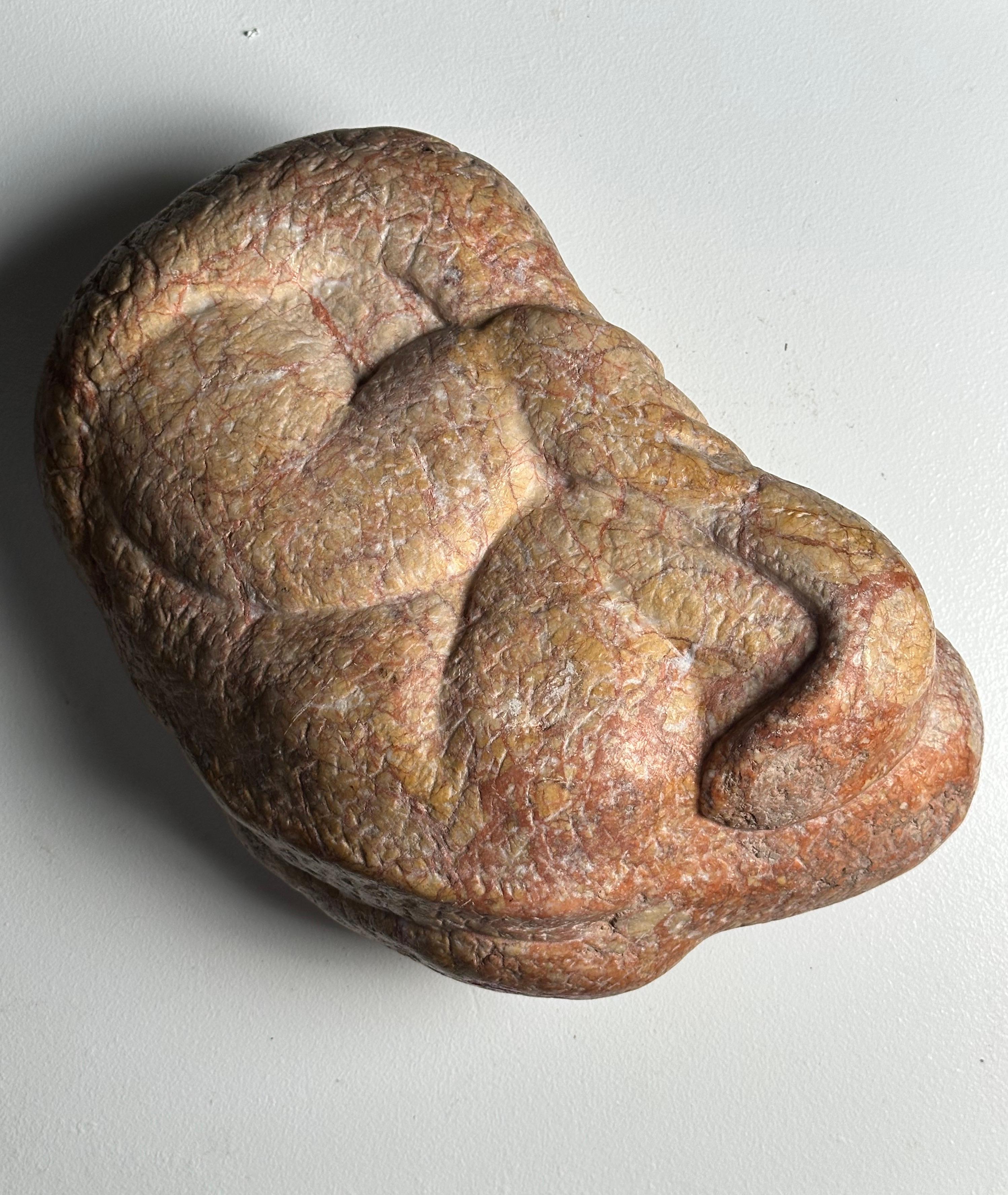 Embryo Lizard For Sale 11