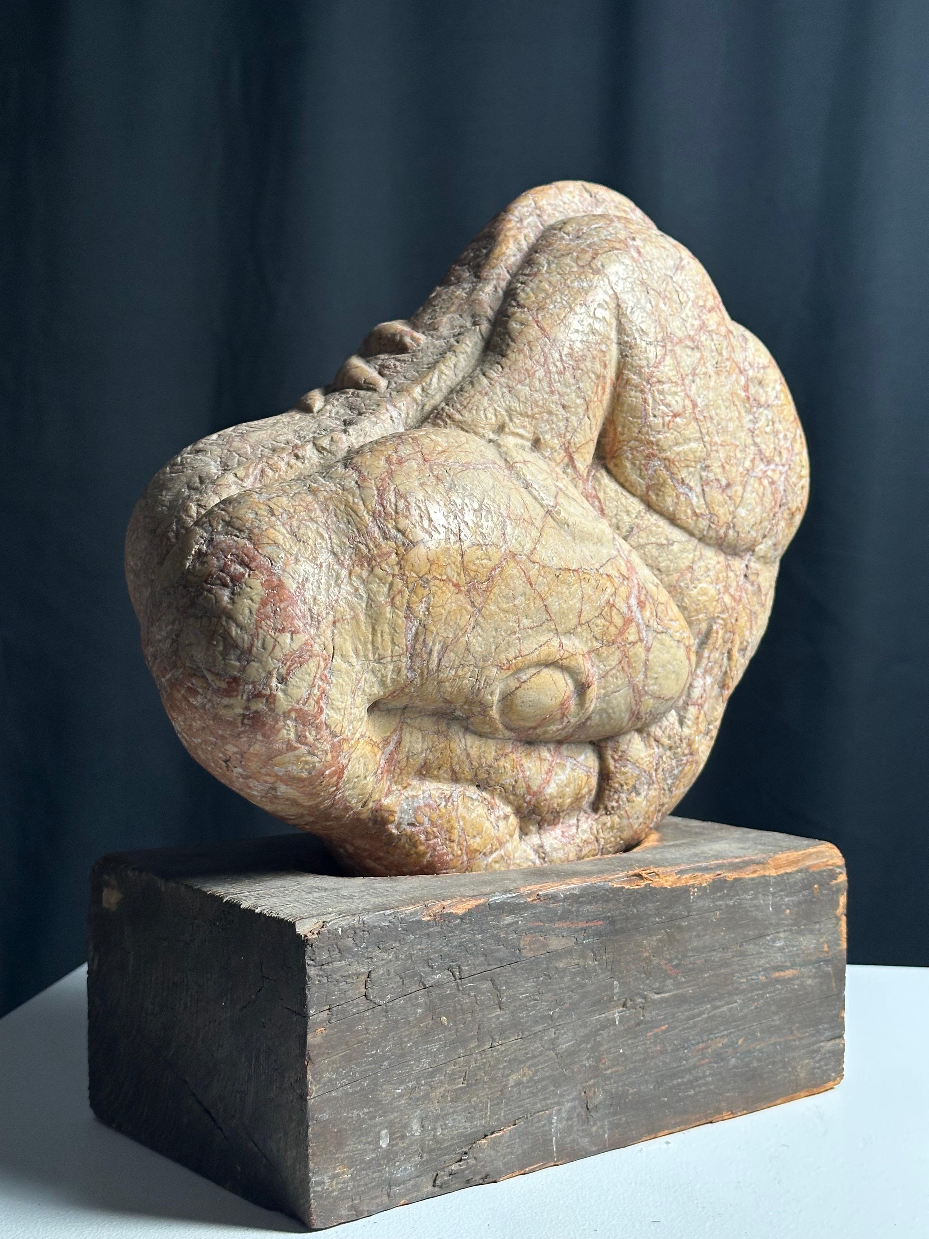 Embryo Lizard For Sale 3