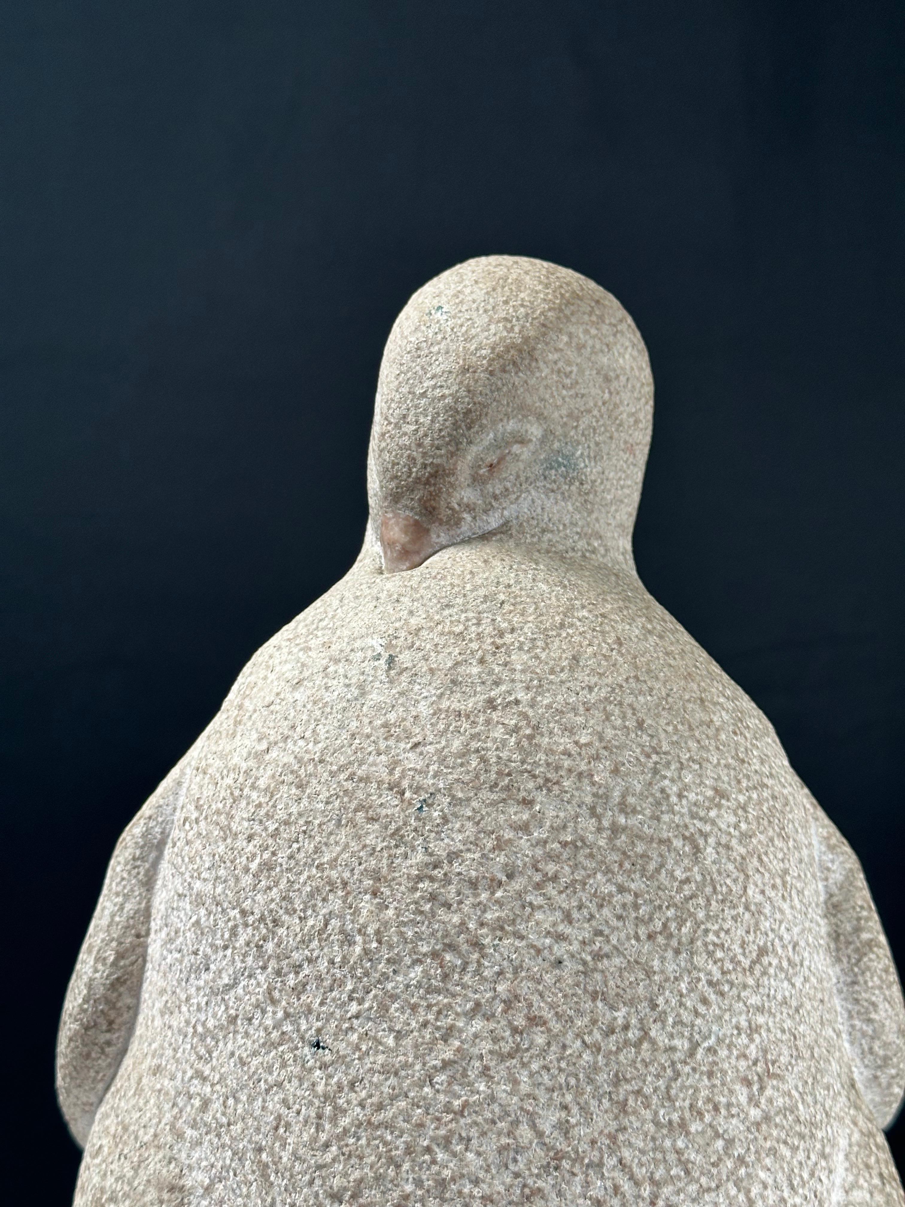 Pingüino Joven en venta 5