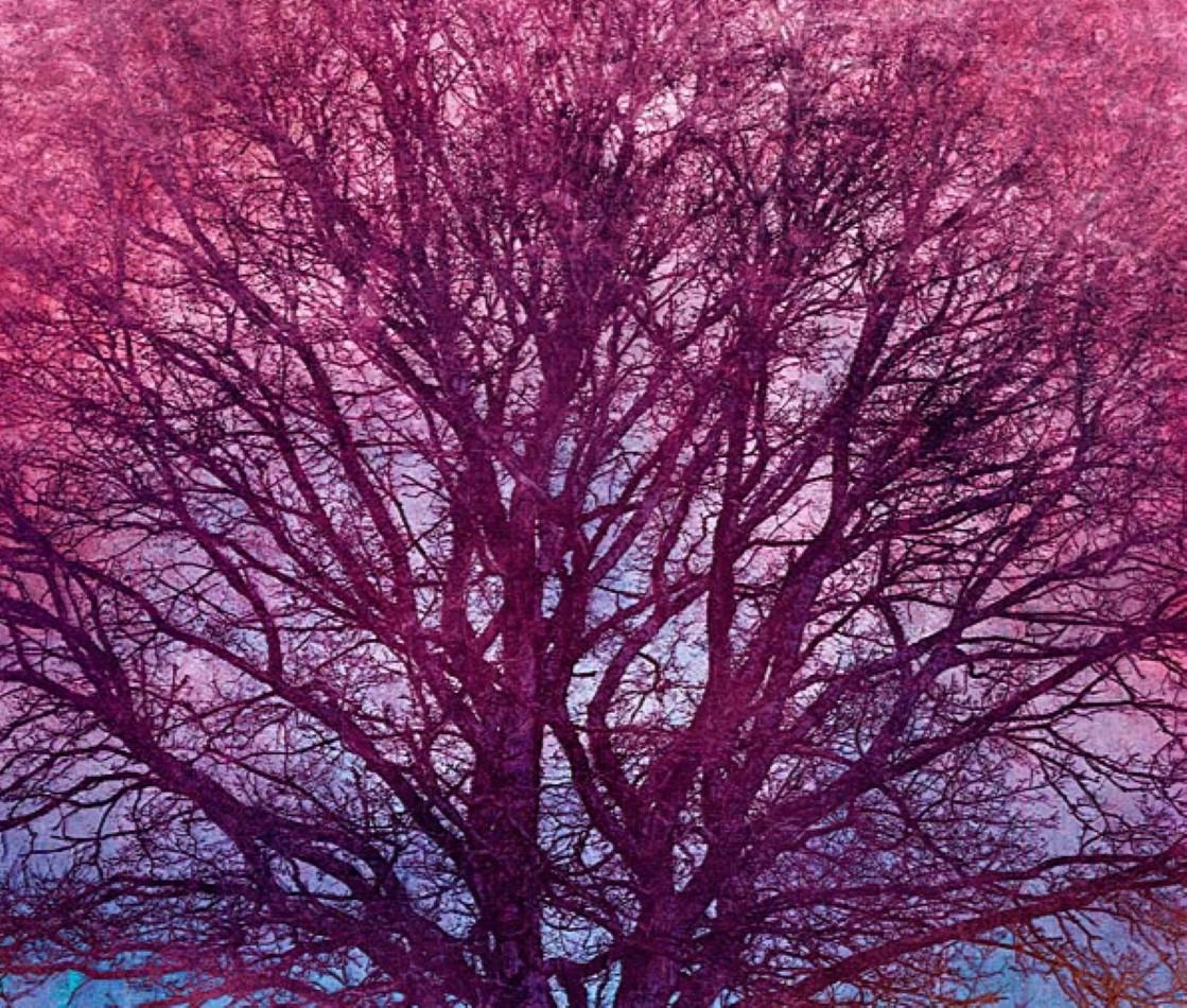 Resplandor Rosa - Colorido, Brillante, Atmosférico, Árbol, Naturaleza, Arte Digital - Print Contemporáneo de Mark Munroe Preston