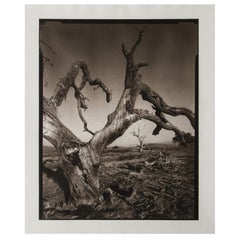 Fotografie „Tejon Ranch“ von Mark Seliger (geb. 1959) signiert