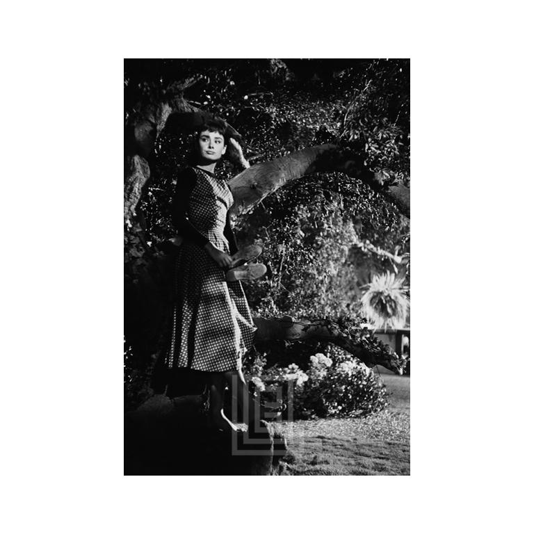 Mark Shaw Black and White Photograph – Audrey Hepburn unter Baum, gedrechselte Szene, 1953