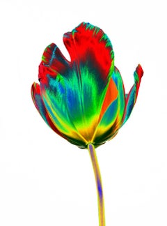 20th Century Color Photography Tulip Solarised II Mark York Pigment Print