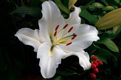 20th Century Still-life Photography Mark York Lily with Berries Flowers Print