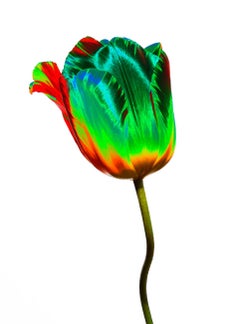 20th Century Color Photography Tulip Solarised III Mark York Pigment Print