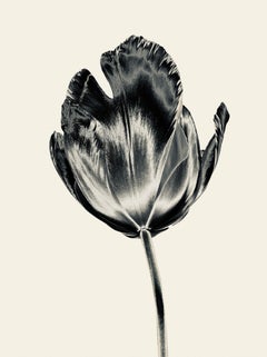 Silver Tulip