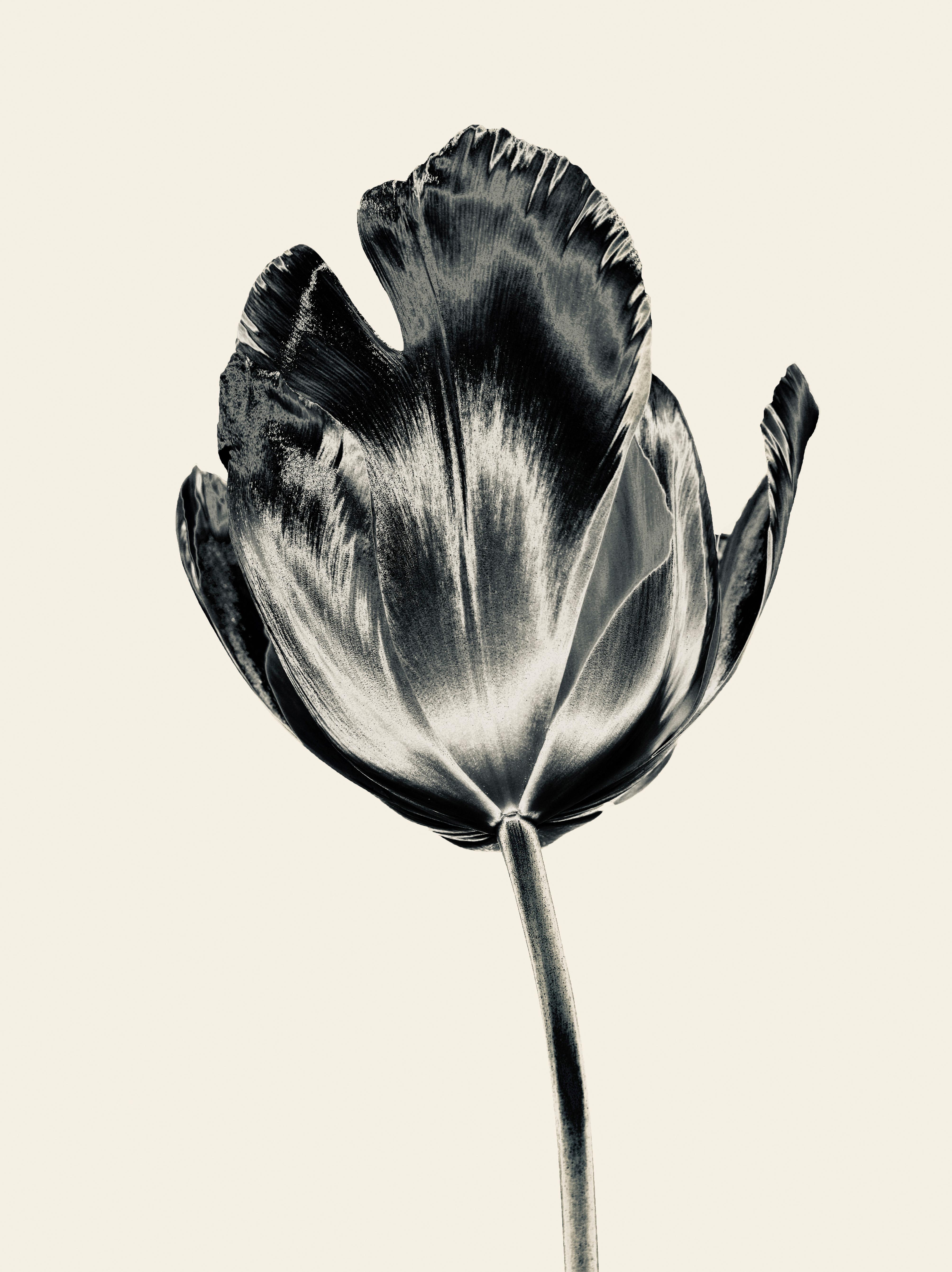 Mark York Still-Life Photograph - Silver Tulip