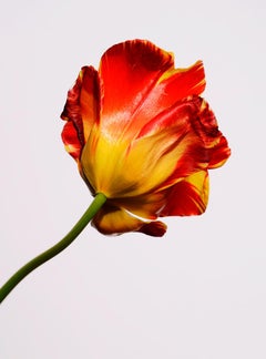 Tulip I