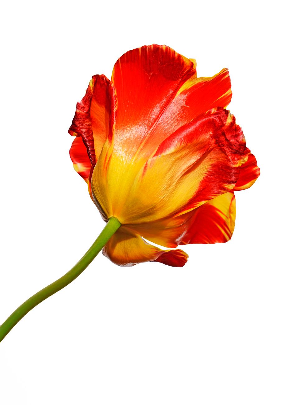 Mark York Still-Life Photograph - Tulip I
