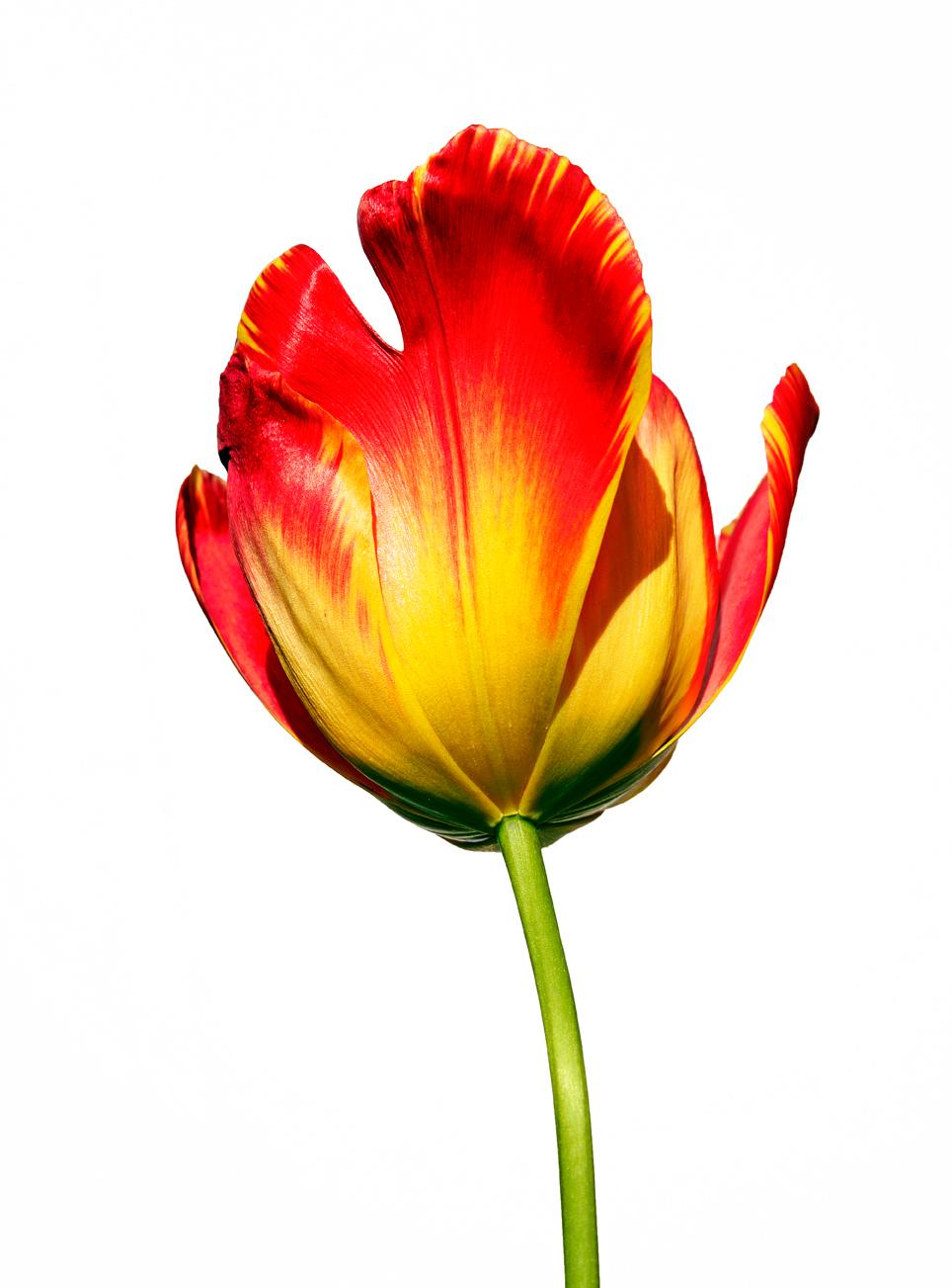Mark York Still-Life Photograph - Tulip II