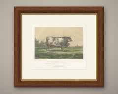 Markob, Durham Shorthorn Bull of Corbon, Antique Print, 1873