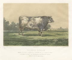 Markob, Durham Shorthorn Bull of Corbon, Antique Print, 1873