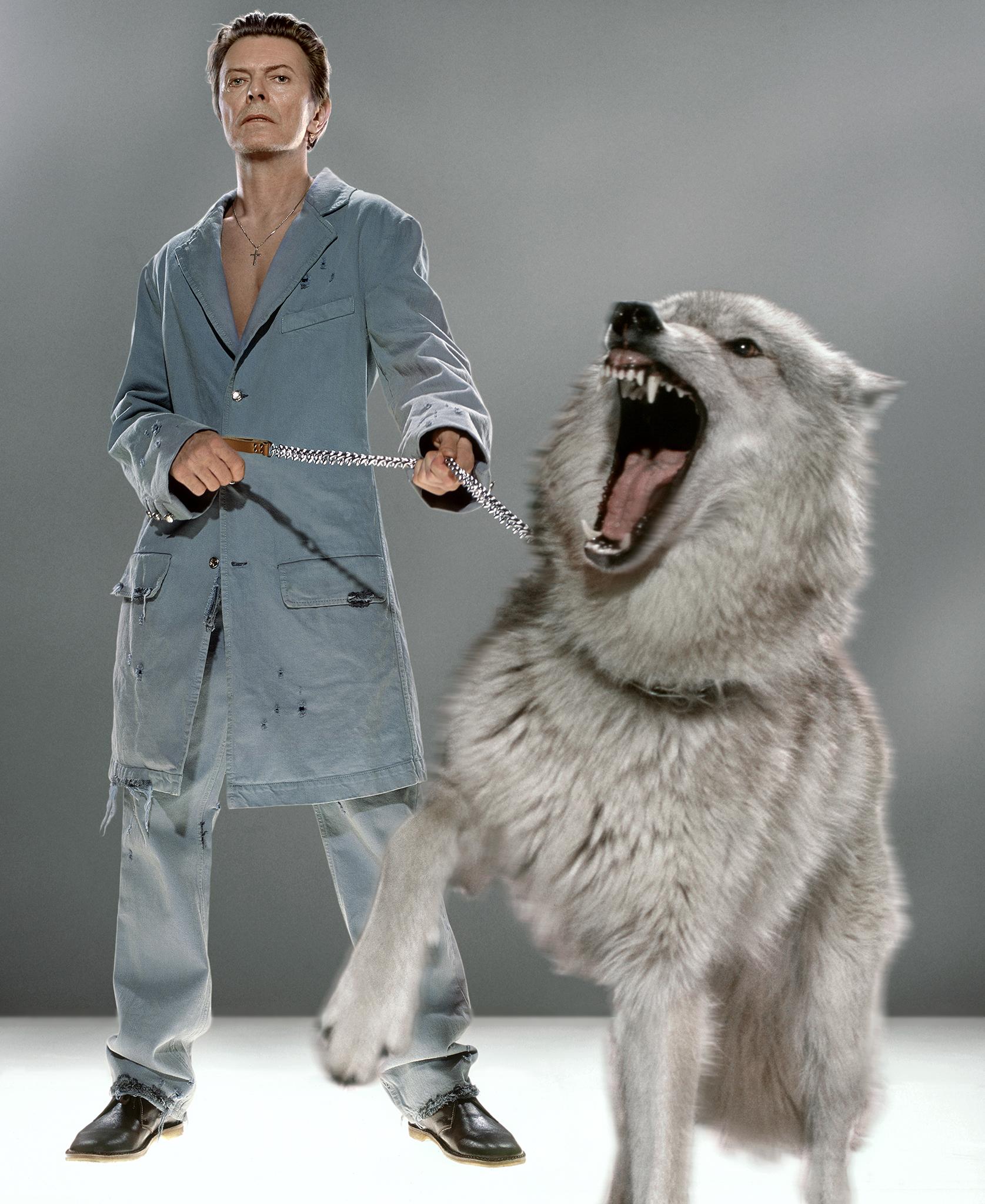 Markus Klinko Figurative Photograph - The Protector - superstar David Bowie in blue with roaring wolf