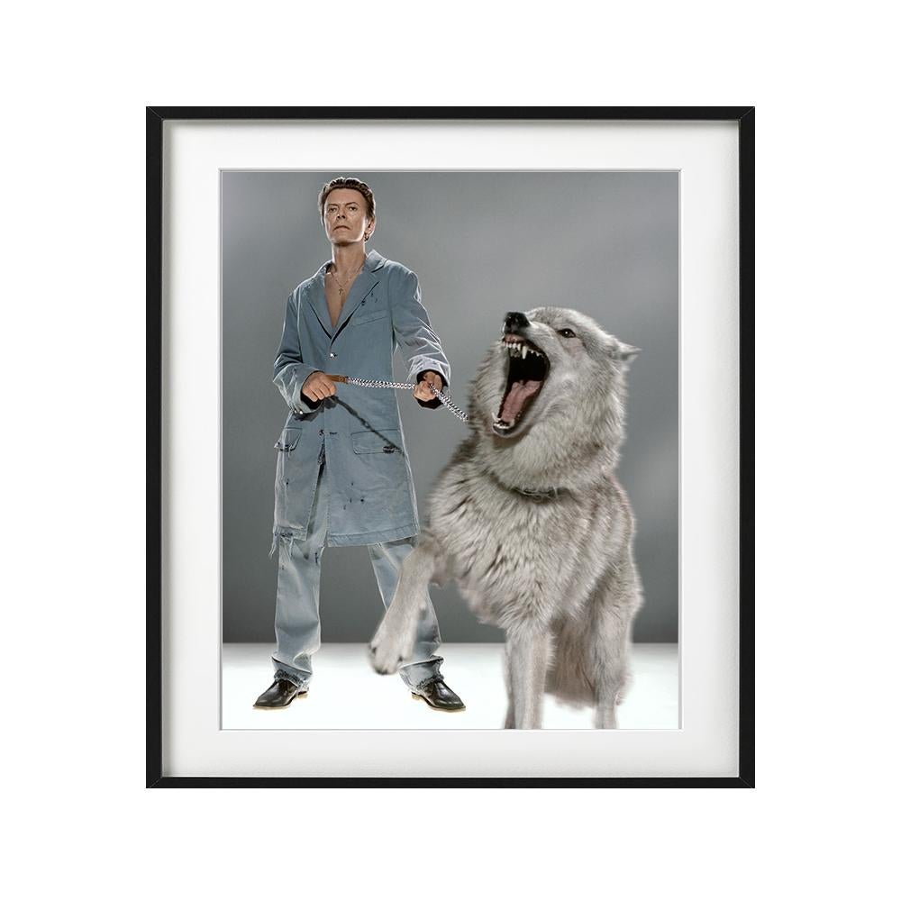 The Protector - superstar David Bowie in blue with roaring wolf - Gray Figurative Photograph by Markus Klinko