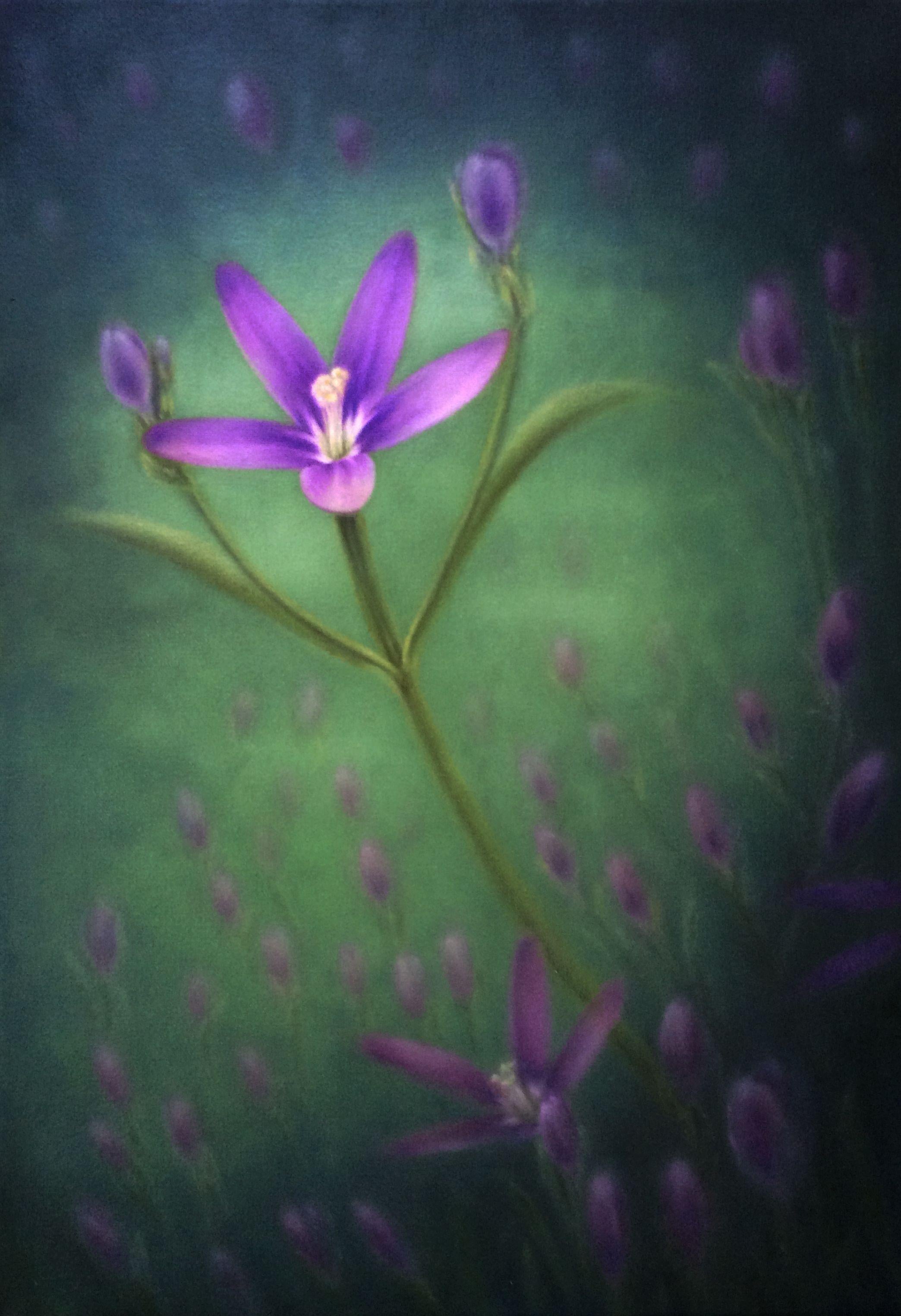This is the Lady Bird's Centaury wildflower native to Texas and a few other states. Take it home!  The sides of this canvas were painted so it can hang without frame, but it may also be framed if you wish. Frame not included.    If you live outside