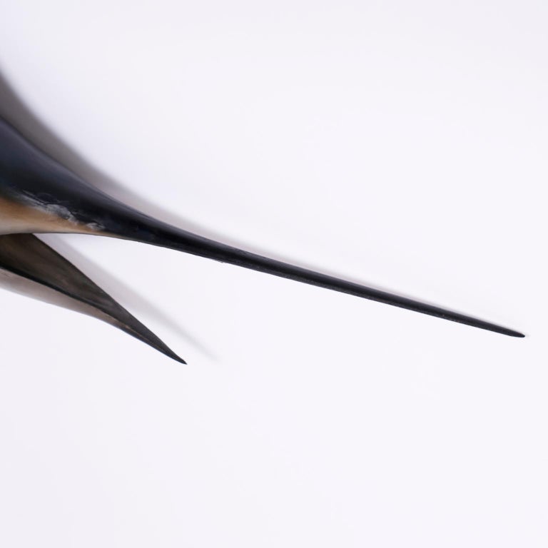 Marlin Skin Mount Taxidermy Fish at 1stDibs