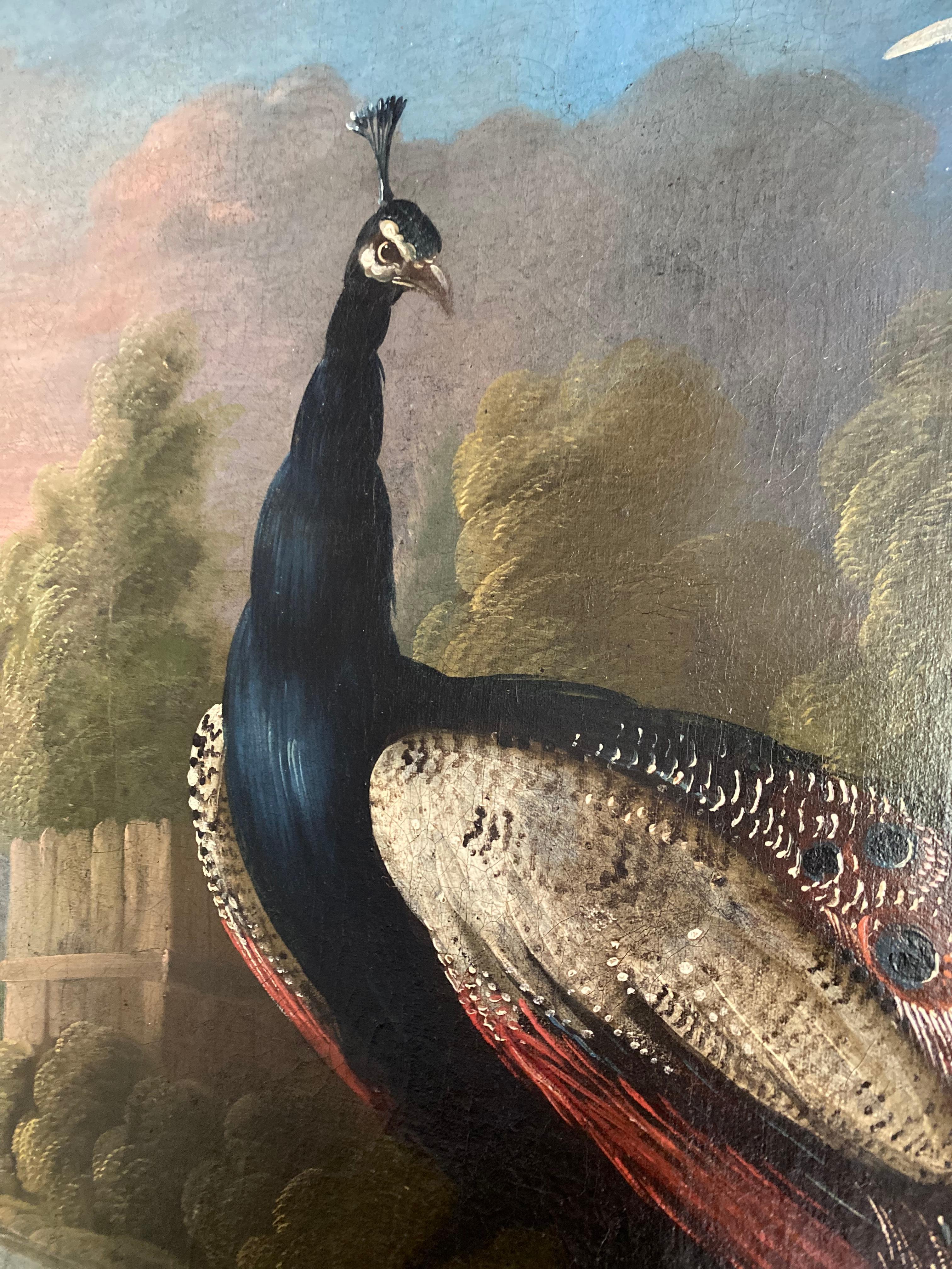 An English early 18th century painting of a peacock and other ornamental birds and fowl in a country barnyard landscape setting.
Oil on canvas in a giltwood frame.
Provenance: Oxfordshire private collection

Marmaduke Cradock (Somerset 1660-London