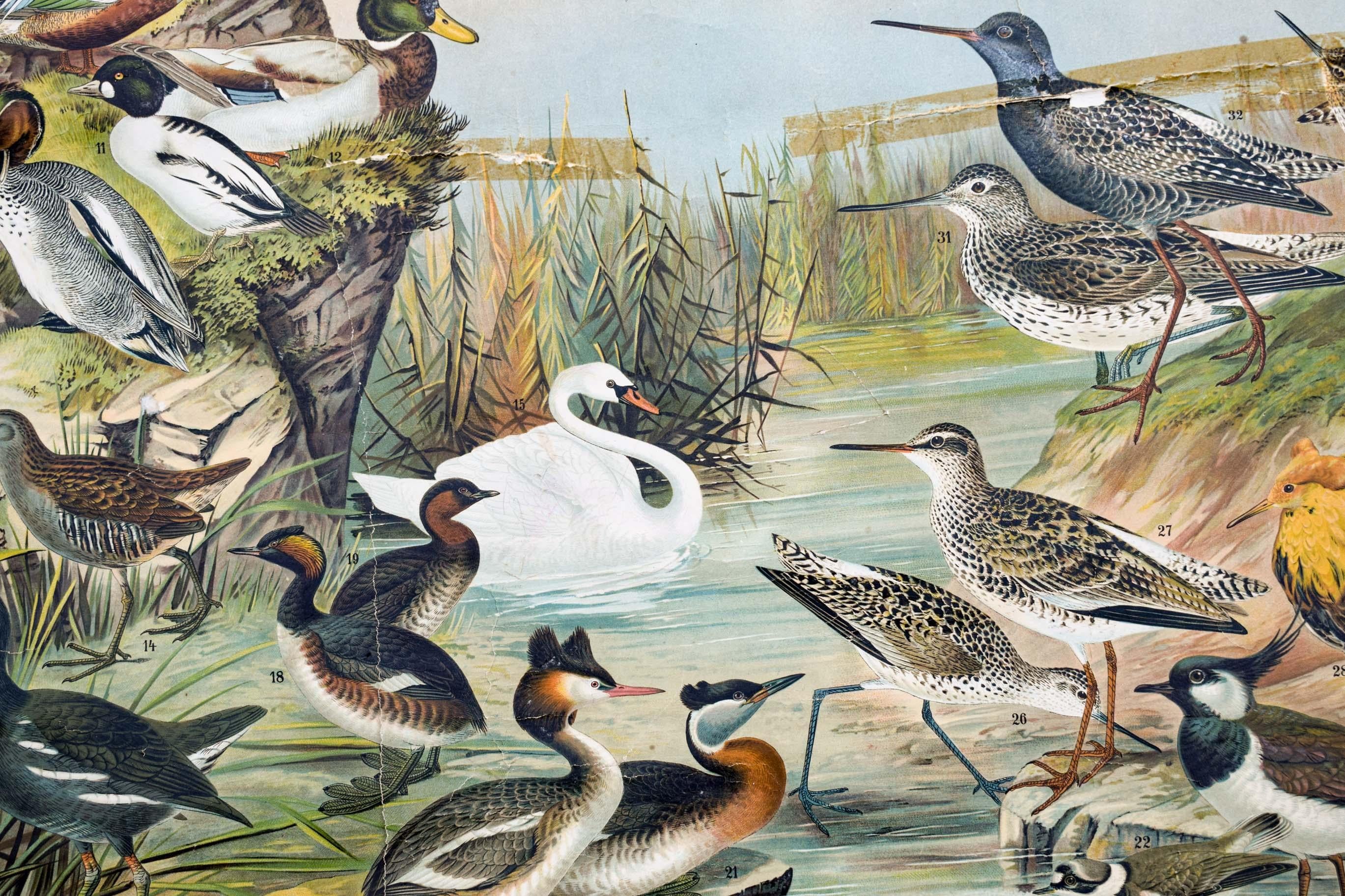 Marsh and Pond Birds, Vintage Bird Wall Chart In Good Condition For Sale In St. Margarethen, AT