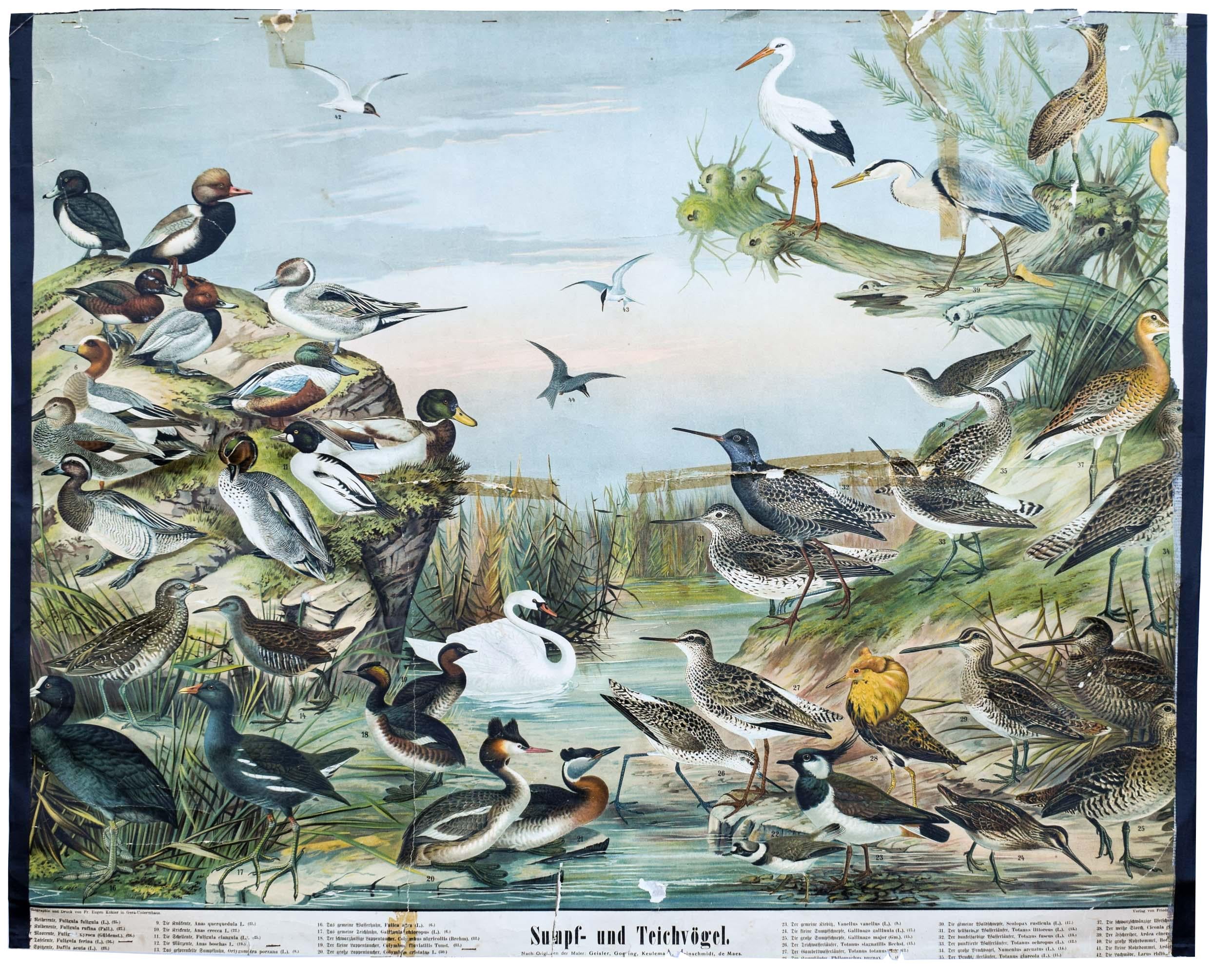 Early 20th Century Marsh and Pond Birds, Vintage Bird Wall Chart For Sale