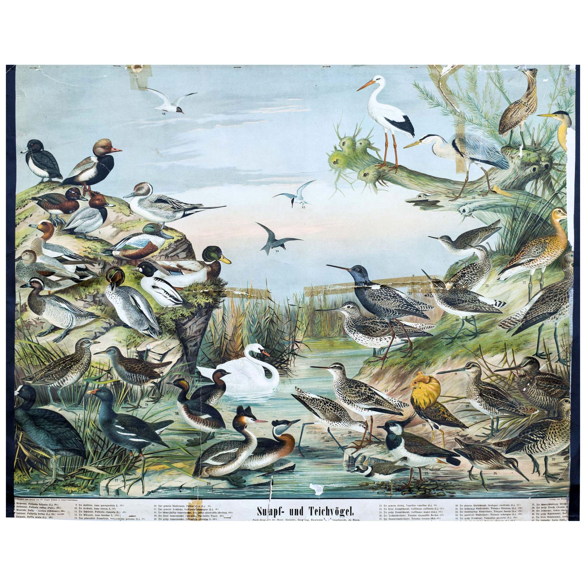 Marsh and Pond Birds, Vintage Bird Wall Chart For Sale