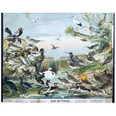 Marsh and Pond Birds, Antique Bird Wall Chart