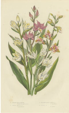 Hélebore marron et blanche, assiette britannique ancienne décorée d'orchidées, Pratt, vers 1873